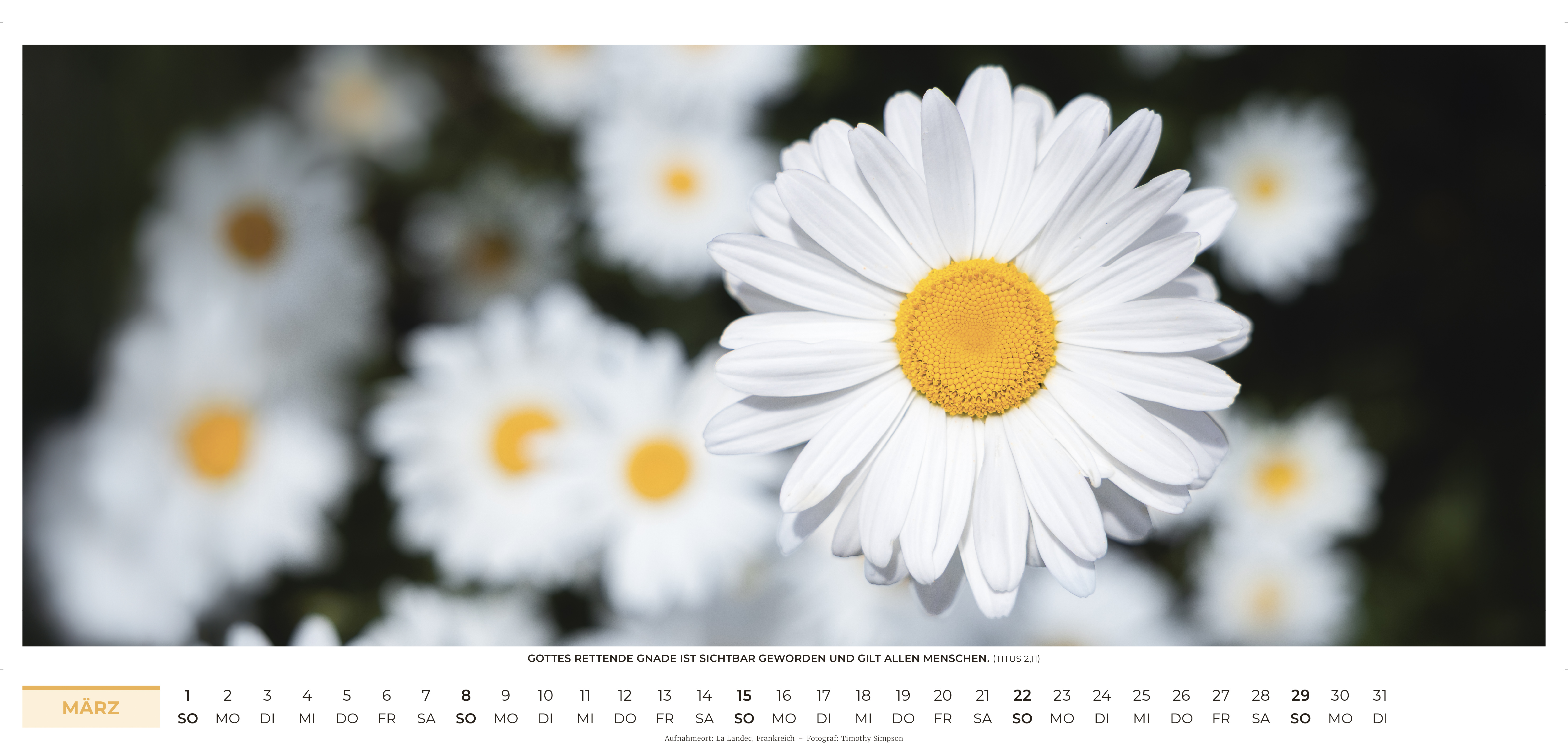 Life-is-More Panoramakalender XL 2026